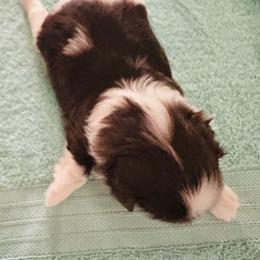 Willow - Liver and white female Shih Tzu puppy in Scottdale, Pennsylvania from Nancy’s Majestic Shih Tzus