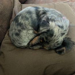 Burberry - Dachshund