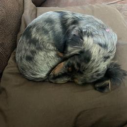 Burberry - Dachshund