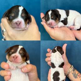 Vaper - Brown and white male Cockapoo puppy in Yuciapa, California from AlltheDoodlez_