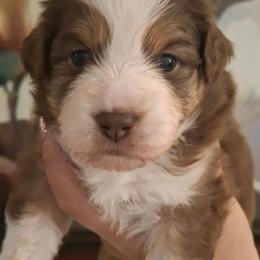 Emma - Red tri female Miniature Australian Shepherd puppy in Copperas Cove, Texas from Aussies Acre