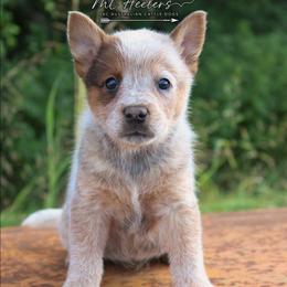 Harlow - Red speckled female Australian Cattle Dog puppy in Waxahachie, Texas from MC Heelers