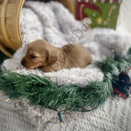 Wally - Red Dachshund puppy in Comer, Georgia from Southern Drawl Dachshunds