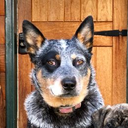 Repete - Australian Cattle Dog