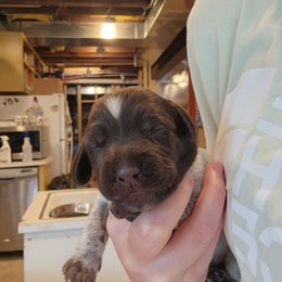 Deutsch-Drahthaar Puppies from vom Cornerstone