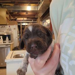 Deutsch-Drahthaar Puppies from vom Cornerstone