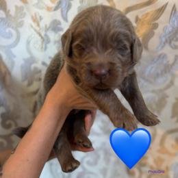 Blue - Gray male Newfoundland puppy in New Paris, Ohio from Beatty Newfies