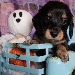 Dr. Finkelstein - Black and tan male Dachshund puppy in Floresville, Texas from Muddy River Dachshunds