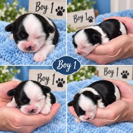 Boy 1 - Black and white male Shihpoo puppy in Eldon, Missouri from B&B Designer Shihpoo’s