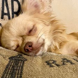 Chihuahuas from Taylor Made Kennels