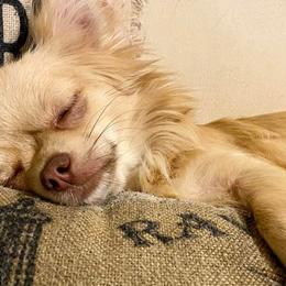 Chihuahuas from Taylor Made Kennels