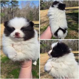 Fudge swirl - Chocolate parti male Pomeranian puppy in Creswell, North Carolina from Grace's Poms🐾💕