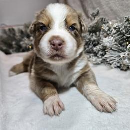 Joy - Red merle female Australian Shepherd puppy in Peach Bottom, Pennsylvania from Arcadia Australian Shepherds