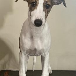 Darlene - Red brindle female Whippet puppy in Brooksville, Florida from Phasion Whippets Kimberly & Paul Norton Sr.