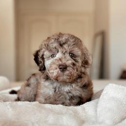 Marinara, Girl - Merle female Goldendoodle puppy in Maricopa, Arizona from Desert Ridge Doodles