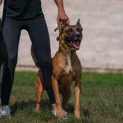 Sporty Mixes from trueWE$T Working Dogs