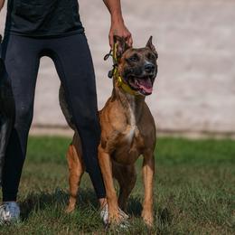 Sporty Mixes from trueWE$T Working Dogs