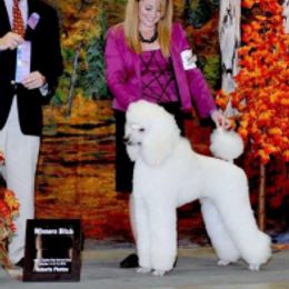 Poodles from Njoy Poodles