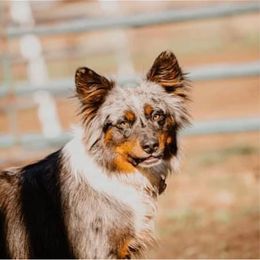 Australian Cattle Dog, Australian Shepherd, Companion Cross, and Miniature Australian Shepherd Puppies from MK Aussies