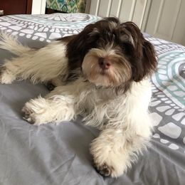 Havanese from Appalachian Havanese