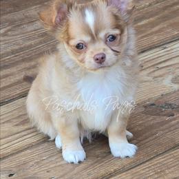 Chess - Chocolate sabled fawn male Chihuahua puppy in Bowdon, Georgia from Paschal's Pups