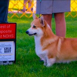 Oakley - Pembroke Welsh Corgi