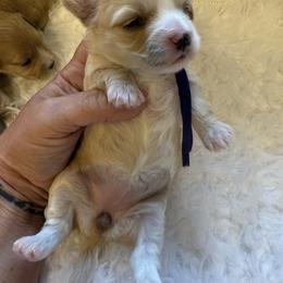 Pumpkin - Apricot female Maltipoo puppy in Fredericktown, Missouri from Doodle Pups Fur-Ever