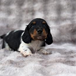 Black and Tan Piebald - Onyx Boy - Piebald male Dachshund puppy in Knoxville, Tennessee from Over The Moon Minis