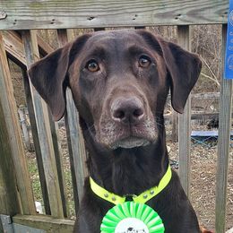 Oakley - Labrador Retriever