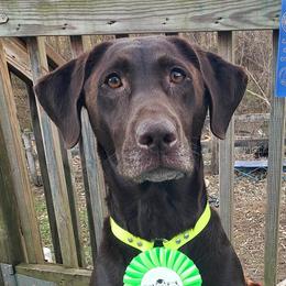 Oakley - Labrador Retriever
