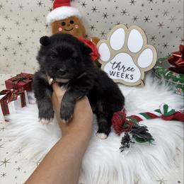 Snicker - Black and tan parti male Pomeranian puppy in Concord, California from Eelan’s Poms