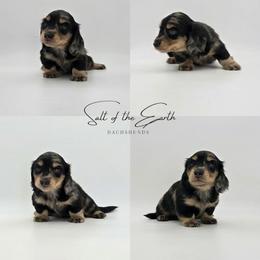 Ricky - Dapple male Dachshund puppy in Zebulon, North Carolina from Salt of the Earth Dachshunds
