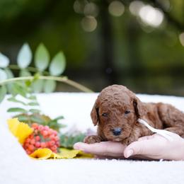 White collar - Red  female Goldendoodle puppy in Spokane, Washington from Doodle Love