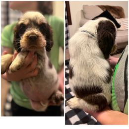 Johnny cash - English Springer Spaniel puppy in Clinton, Missouri from Twin Ridge Springers