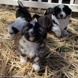 Aussiedoodle and Australian Shepherd Puppies from Sunrise Mountain Aussies