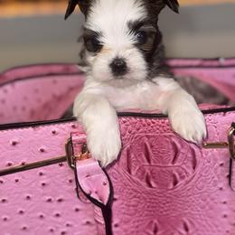 Morkie Puppies from Pink Purse Designer Breeds