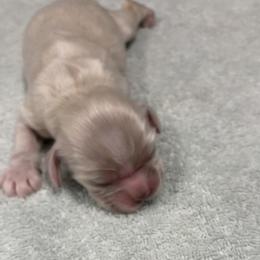 Girl 3 - Buff female Cocker Spaniel puppy in Rising Sun, Maryland from Palmtree Cockers