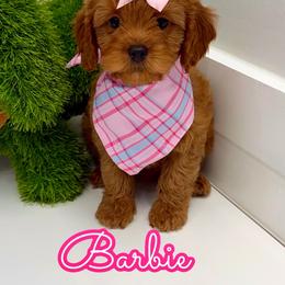 Barbie - Red female Cavapoo puppy in Buford, Georgia from Petite Posh Puppies
