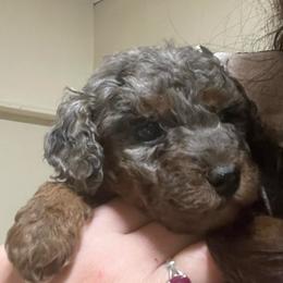 Misty - Merle female Goldendoodle puppy in Maineville, Ohio from Danielle's Doodles