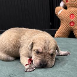 Rudolph - Fawn male Cane Corso puppy in Utah from 3Lake Kennelz