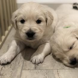 Golden Retriever, Poodle, and Shih Tzu Puppies from Shih Tzu Castle & Platinum Paws