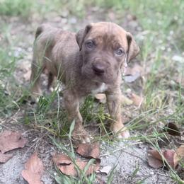 Parmasian - Chocolate brindle female Great Dane puppy in Lehigh Acres, Florida from Florida Wrinkles