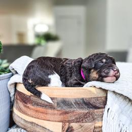 Denali - Parti female Poodle puppy in Gaylord, Michigan from Dog Mom Co. Poodles