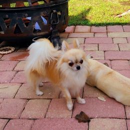 Bentley - Chihuahua