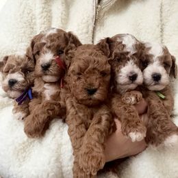 Cavapoo puppies from SoCal Cavapoos