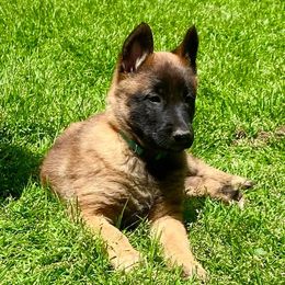 Belgian Malinois from Lynnhaven Kennel