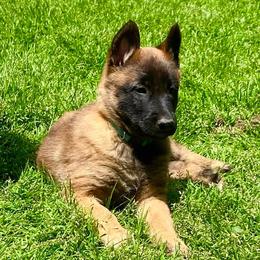 Belgian Malinois from Lynnhaven Kennel