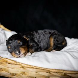 Curly - Black tri-color male Aussiedoodle puppy in Yantis, Texas from Marie Mini Aussies