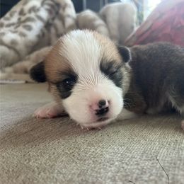 Boy 1 - Pembroke Welsh Corgi puppy from My Shepherd’s Dream Farm Corgis