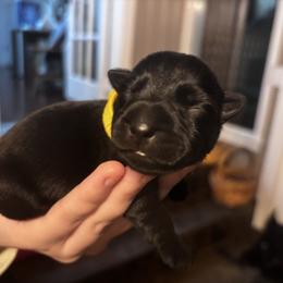 Velma - Black female Scottish Terrier puppy in Oak Harbor, Washington from Nicole's Scottish Terriers
